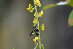 Zethus spinipes variegatus