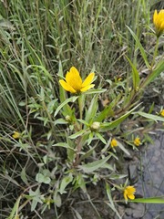 Bidens hyperborea