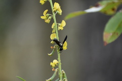 Zethus spinipes variegatus