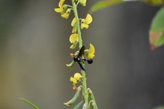 Zethus spinipes variegatus