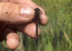 Leucorrhinia rubicunda