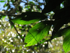 Ocotea valerioana
