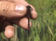 Leucorrhinia rubicunda