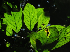 Ocotea valerioana