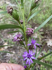 Liatris cylindracea