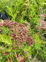 Cicuta maculata victorinii