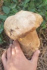 Boletus edulis