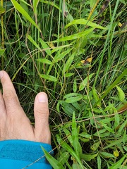 Cicuta maculata victorinii