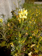 Linaria acutiloba
