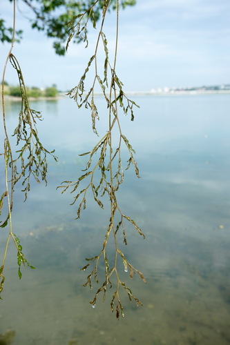 Potamogeton gramineus iNat (3)