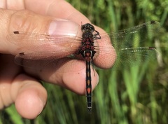 Leucorrhinia rubicunda