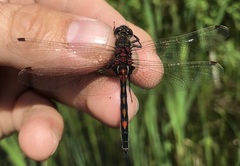 Leucorrhinia rubicunda