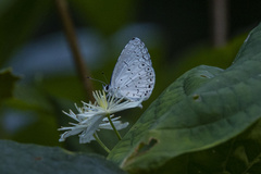 Celastrina