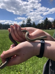 Thamnophis elegans vagrans