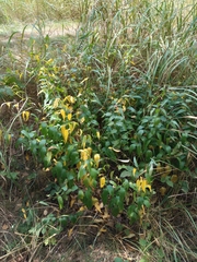 Vincetoxicum hirundinaria