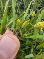 Bidens eatonii