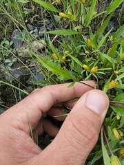 Bidens eatonii
