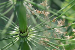 Equisetum telmateia