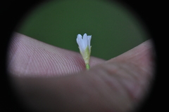 Epilobium lactiflorum