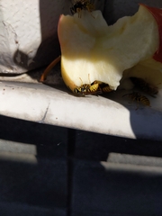 Vespula germanica