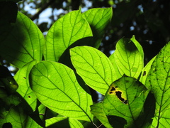Ocotea valerioana