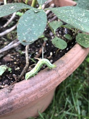 Trichoplusia ni