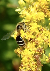 Andrena braccata