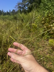 Digitaria villosa