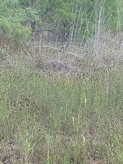 Tyrannus forficatus