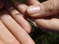 Sympecma fusca