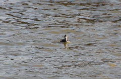 Tachybaptus ruficollis capensis