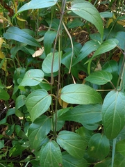 Vincetoxicum hirundinaria