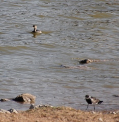 Tachybaptus ruficollis capensis