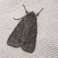 Acronicta radcliffei