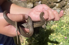 Thamnophis elegans vagrans