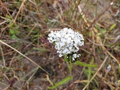 Achillea millefolium borealis