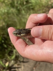 Thamnophis elegans vagrans