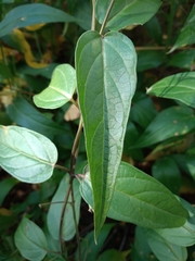 Vincetoxicum hirundinaria