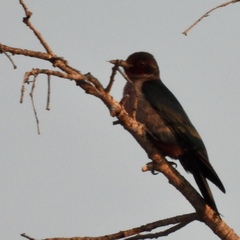 Melanerpes lewis