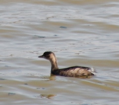 Tachybaptus ruficollis capensis