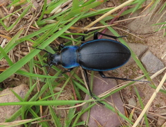 Carabus violaceus