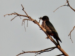 Melanerpes lewis