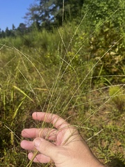 Digitaria villosa