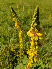 Verbascum nigrum