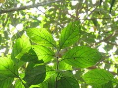 Lauraceae