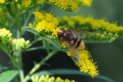 Volucella zonaria