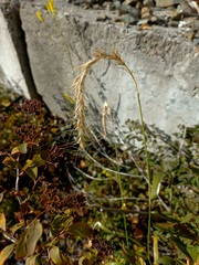 Elymus sibiricus