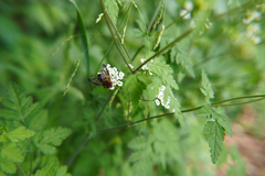 Chaerophyllum temulum