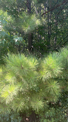 Pinus taeda