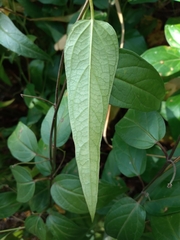 Vincetoxicum hirundinaria